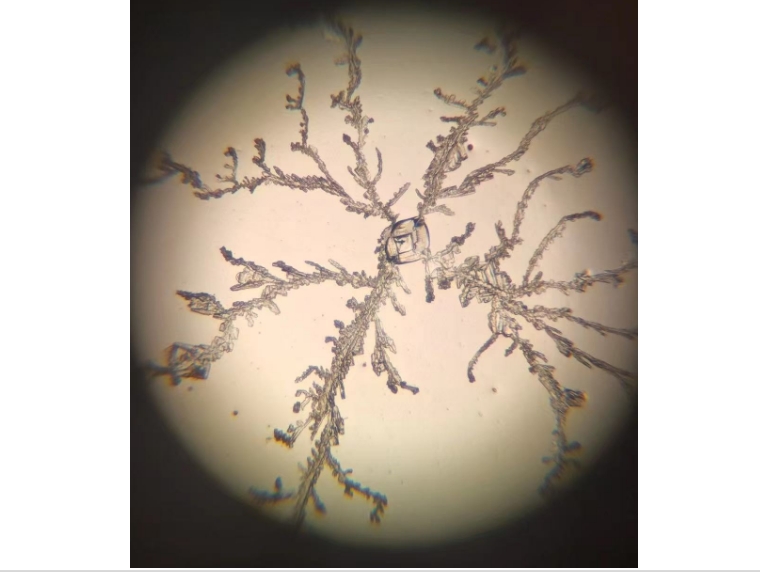 Control of microbial contamination in cell preparation