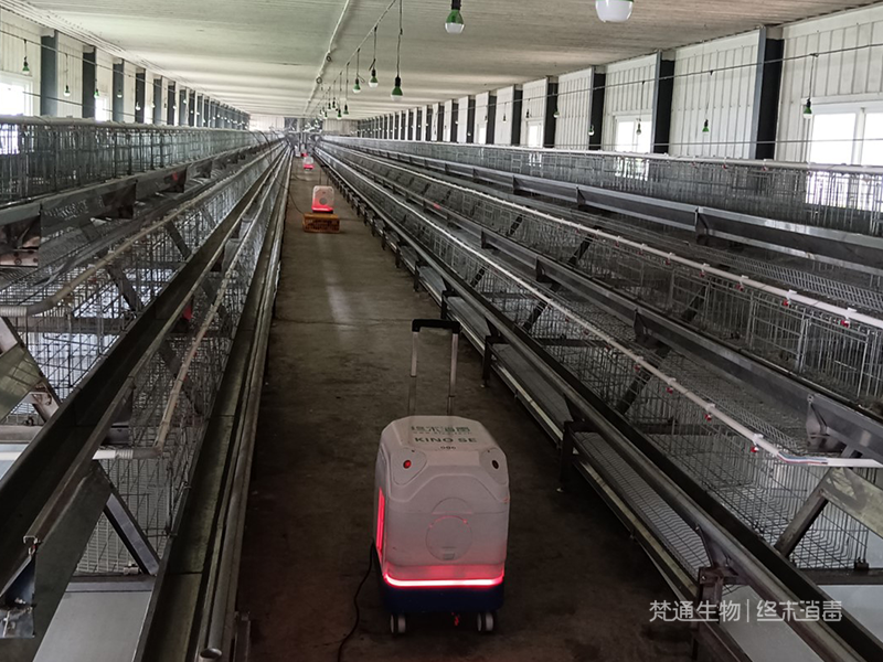 Chicken farm disinfection service
