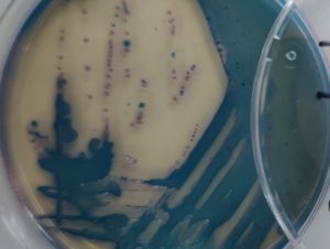 Feed Plant Microbial Contamination Control