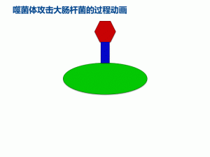 vantsteri Bacteriophage